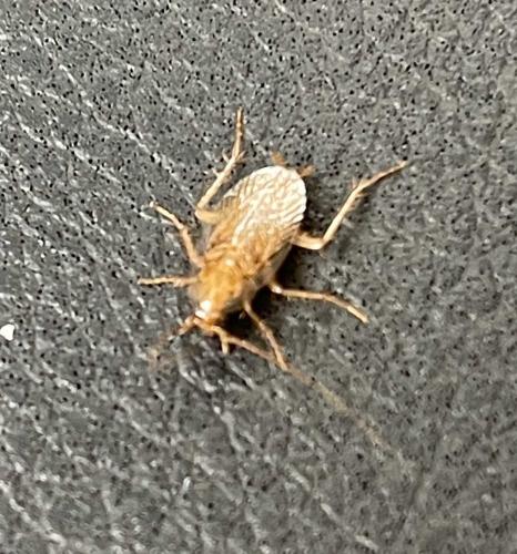 Ectobius sp.